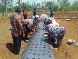 Pelatihan Budidaya Bawang Merah Metode Sungkup